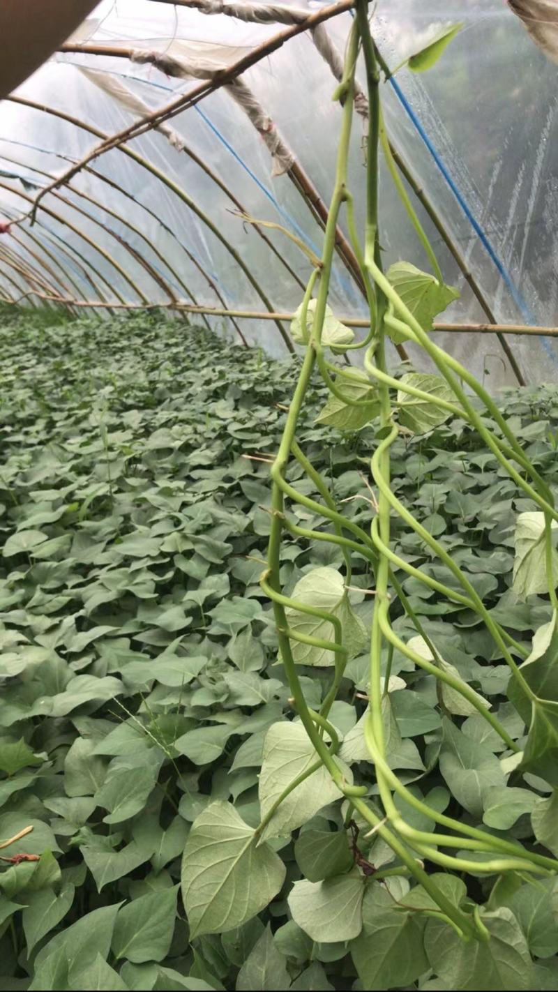 西瓜红薯苗货源充足成活率高河南基地直发欢迎咨询采购