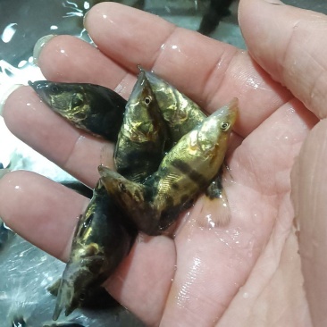 桂花鱼苗，杂交快大良种好养鱼苗场地直销