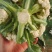 精品有机菜花松花菜货源充足稳定一手货源新鲜花菜