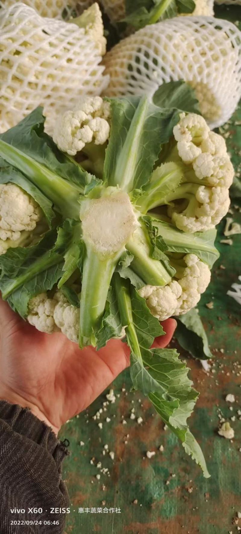 精品有机菜花松花菜货源充足稳定一手货源新鲜花菜