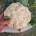 精品有机菜花松花菜货源充足稳定一手货源新鲜花菜