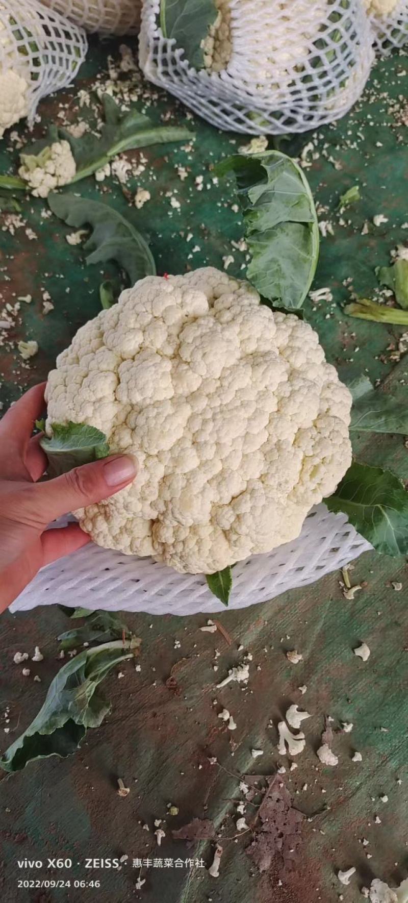精品有机菜花松花菜货源充足稳定一手货源新鲜花菜