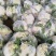 精品有机菜花松花菜货源充足稳定一手货源新鲜花菜