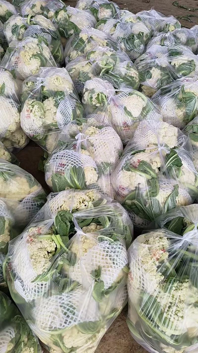 精品有机菜花松花菜货源充足稳定一手货源新鲜花菜