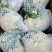 精品有机菜花松花菜货源充足稳定一手货源新鲜花菜
