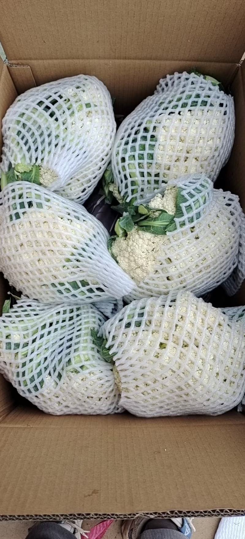 精品有机菜花松花菜货源充足稳定一手货源新鲜花菜