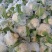 精品有机菜花松花菜货源充足稳定一手货源新鲜花菜