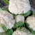 精品有机菜花松花菜货源充足稳定一手货源新鲜花菜