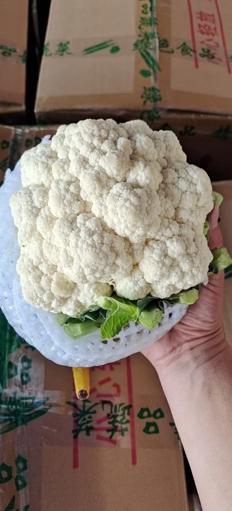 精品有机菜花松花菜货源充足稳定一手货源新鲜花菜