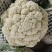 精品有机菜花松花菜货源充足稳定一手货源新鲜花菜