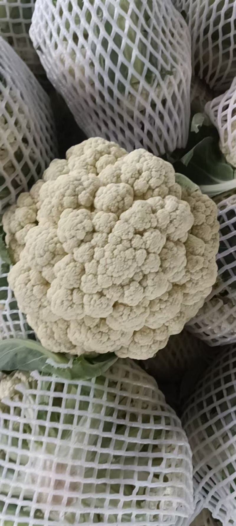 精品有机菜花松花菜货源充足稳定一手货源新鲜花菜