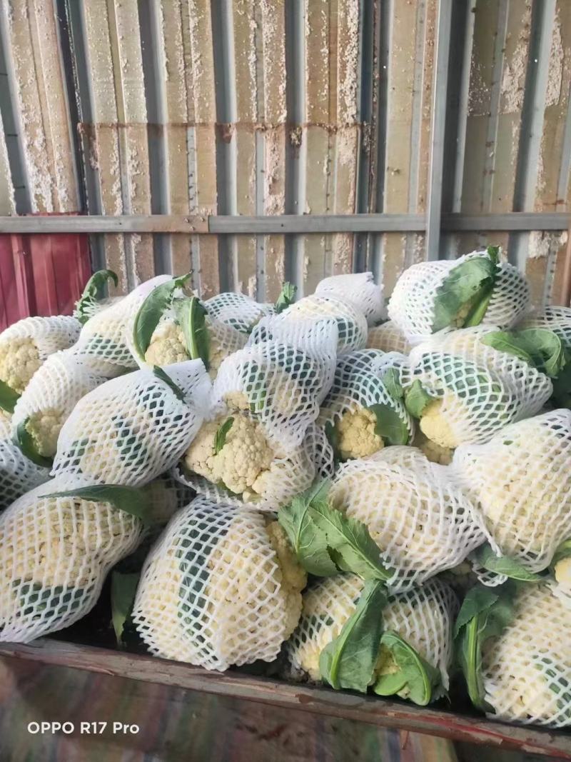 精品有机菜花松花菜货源充足稳定一手货源新鲜花菜