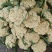 精品有机菜花松花菜货源充足稳定一手货源新鲜花菜
