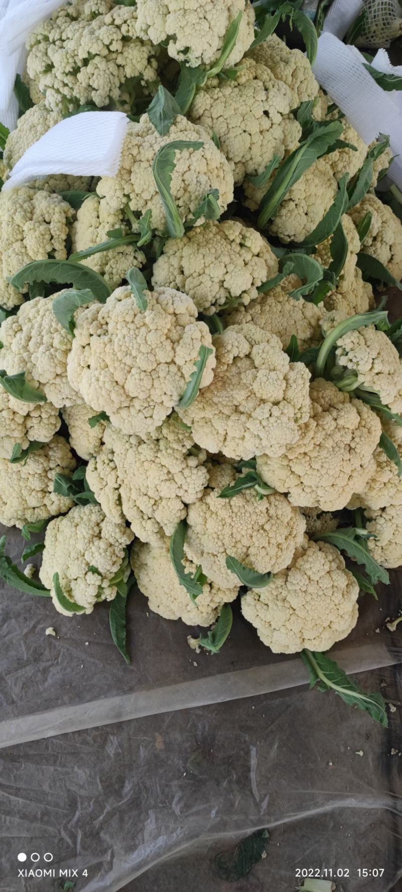 精品有机菜花松花菜货源充足稳定一手货源新鲜花菜