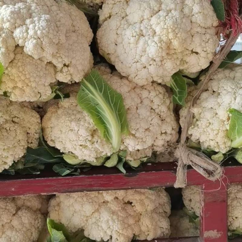 精品有机菜花松花菜货源充足稳定一手货源新鲜花菜