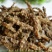 云南特产野生虫草参地参龙菜泽兰根雪参干货顶天柱回春草参