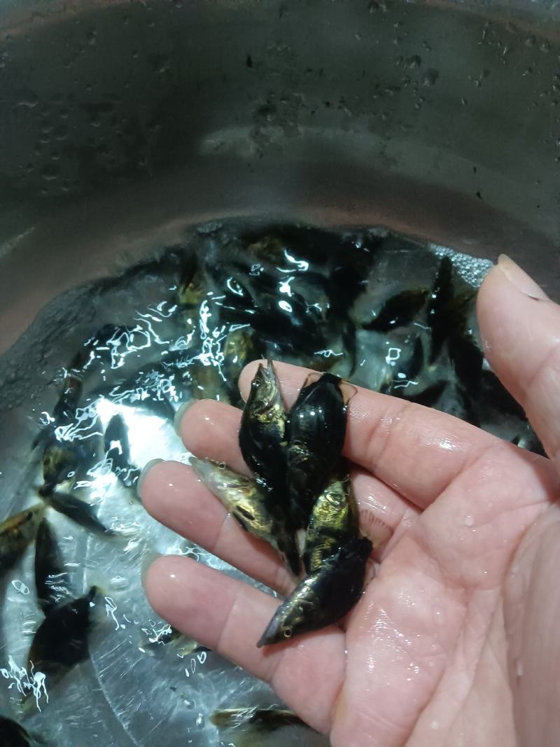 桂花鱼苗，杂交快大良种好养鱼苗场地直销