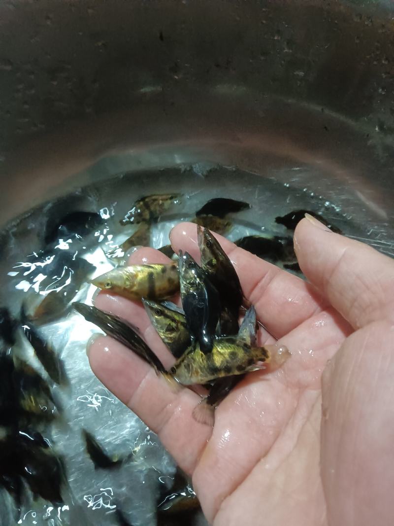 桂花鱼苗，杂交快大良种好养鱼苗场地直销