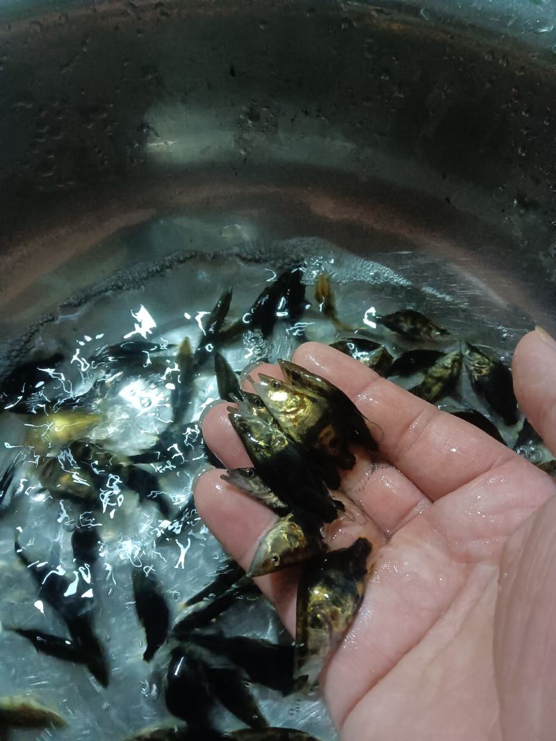 桂花鱼苗，杂交快大良种好养鱼苗场地直销