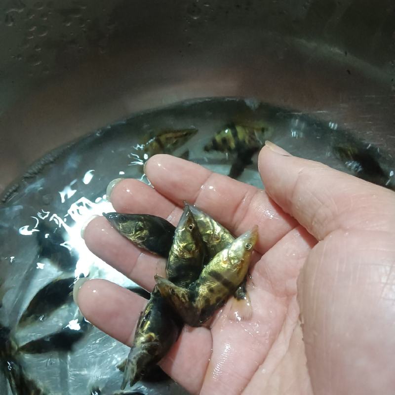 桂花鱼苗，杂交快大良种好养鱼苗场地直销