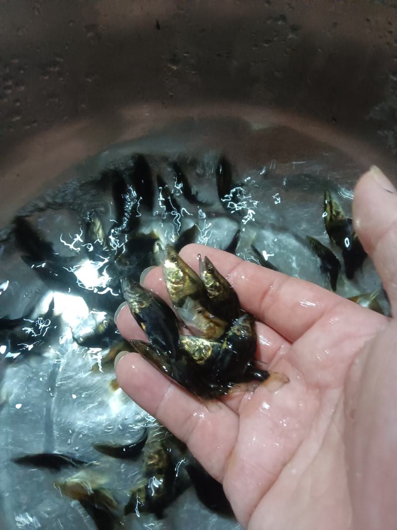 桂花鱼苗，杂交快大良种好养鱼苗场地直销