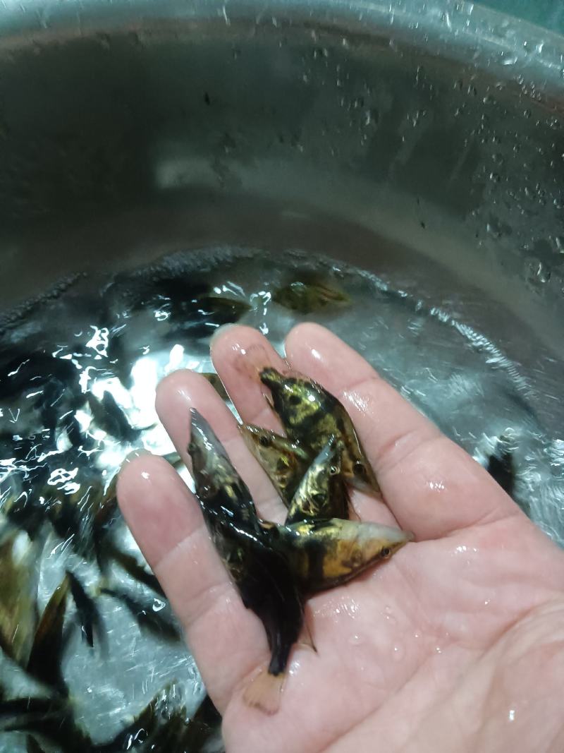 桂花鱼苗，杂交快大良种好养鱼苗场地直销
