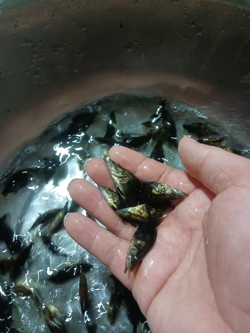 桂花鱼苗，杂交快大良种好养鱼苗场地直销