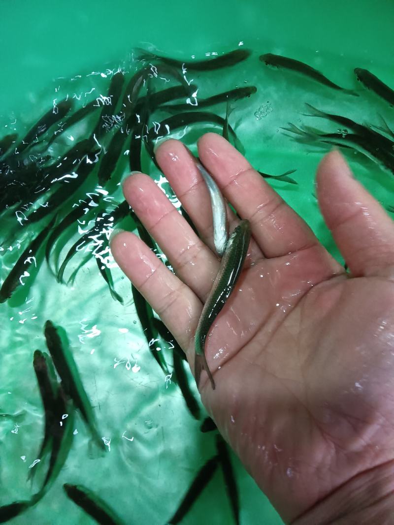 赤眼鱼苗，杂交快大良种好养鱼苗场地直销
