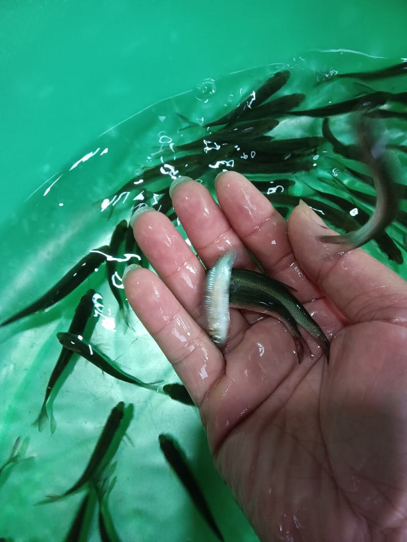 赤眼鱼苗，杂交快大良种好养鱼苗场地直销