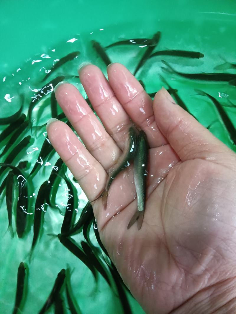 赤眼鱼苗，杂交快大良种好养鱼苗场地直销