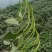 商薯19红薯苗河南基地直供货源充足成活率高欢迎订购