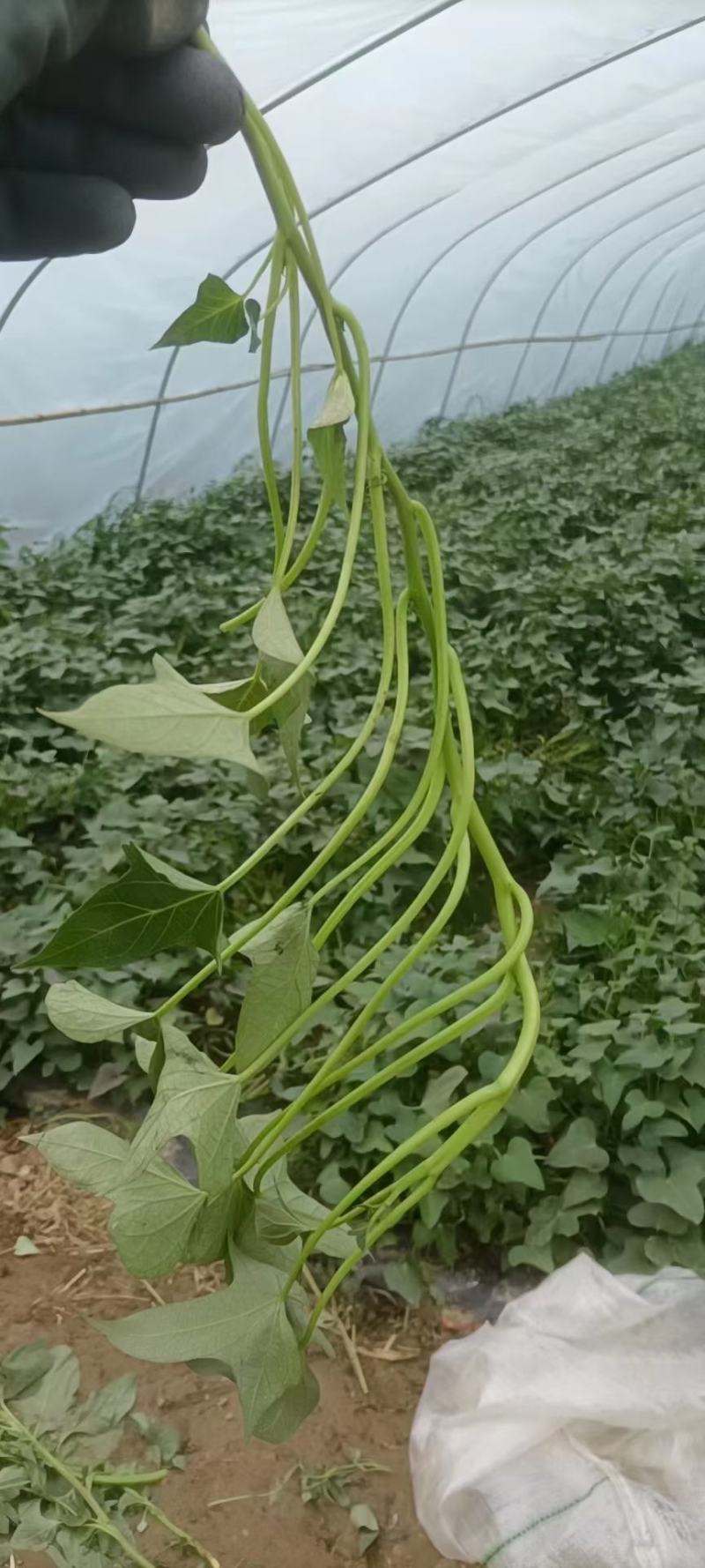 商薯19红薯苗河南基地直供货源充足成活率高欢迎订购