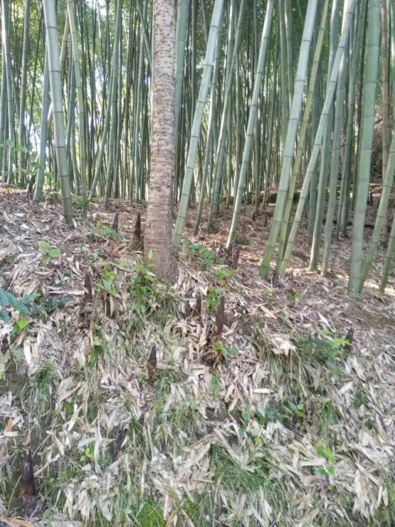 竹笋，农产品等，大竹各类竹笋，天天鲜货，专业竹笋团队。