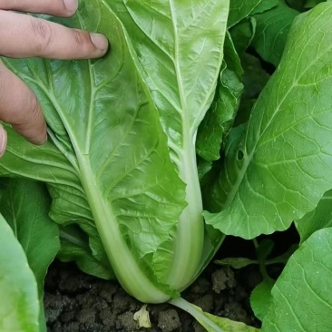 长年出售精品青菜可代办各种杂菜。可接商超供货。