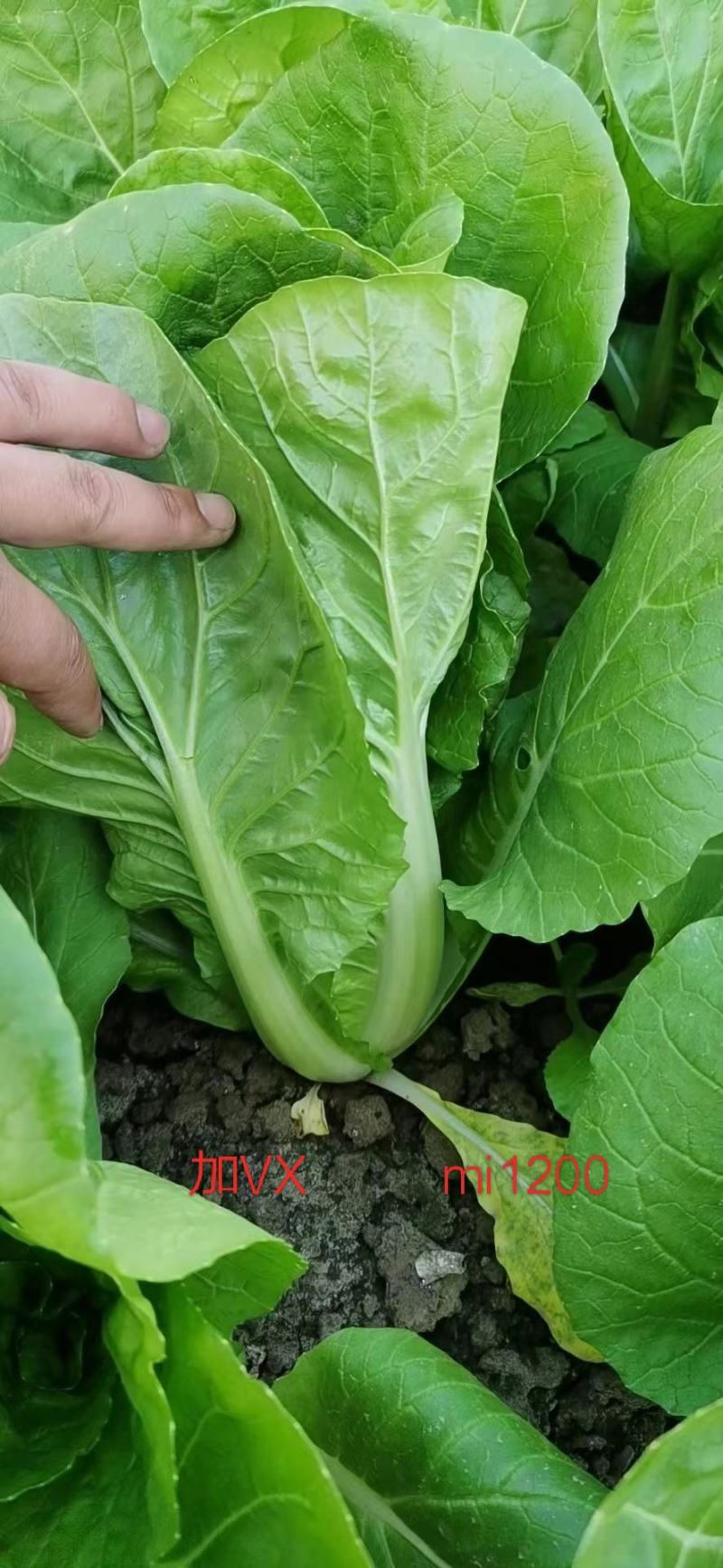 长年出售精品青菜可代办各种杂菜。可接商超供货。