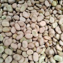 干蚕豆，白皮白芽豆，货源稳定，大量供应。价格随行
