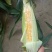 四川双色水果玉米！一手资源，地头现发，无虫无晏，颜色清秀