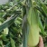 四川双色水果玉米！一手资源，地头现发，无虫无晏，颜色清秀