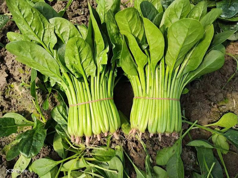 【实力供货】精品上海青小油菜全国发货货源充足