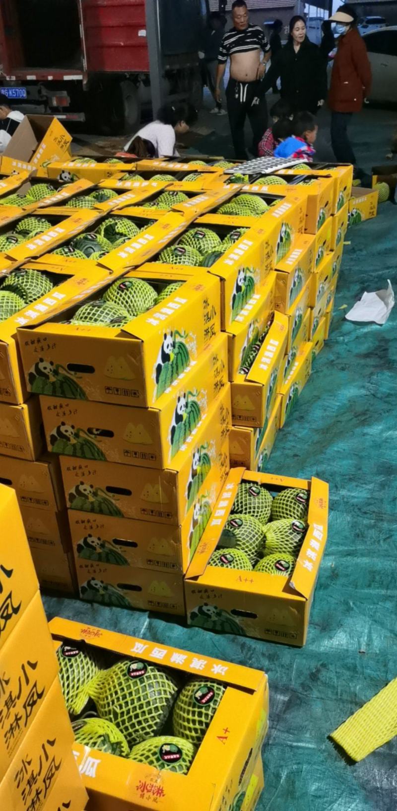 江苏西瓜特小凤西瓜产地直发保质保量可视频看货