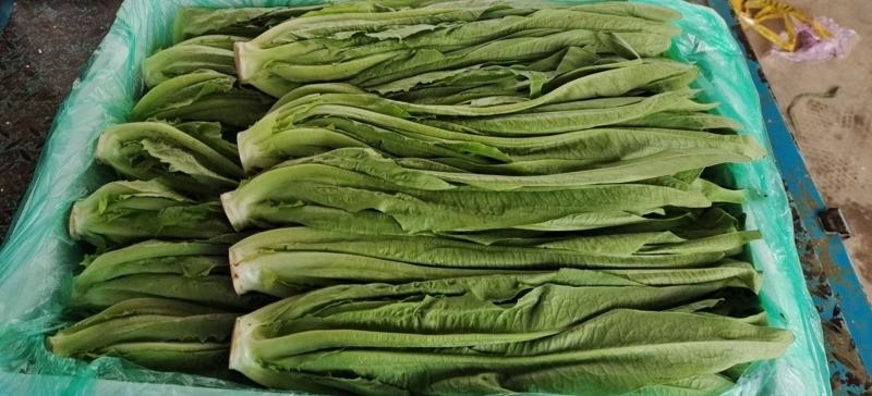 油麦菜，精品大量有货，河北邯郸新鲜油麦菜