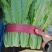 油麦菜，精品大量有货，河北邯郸新鲜油麦菜