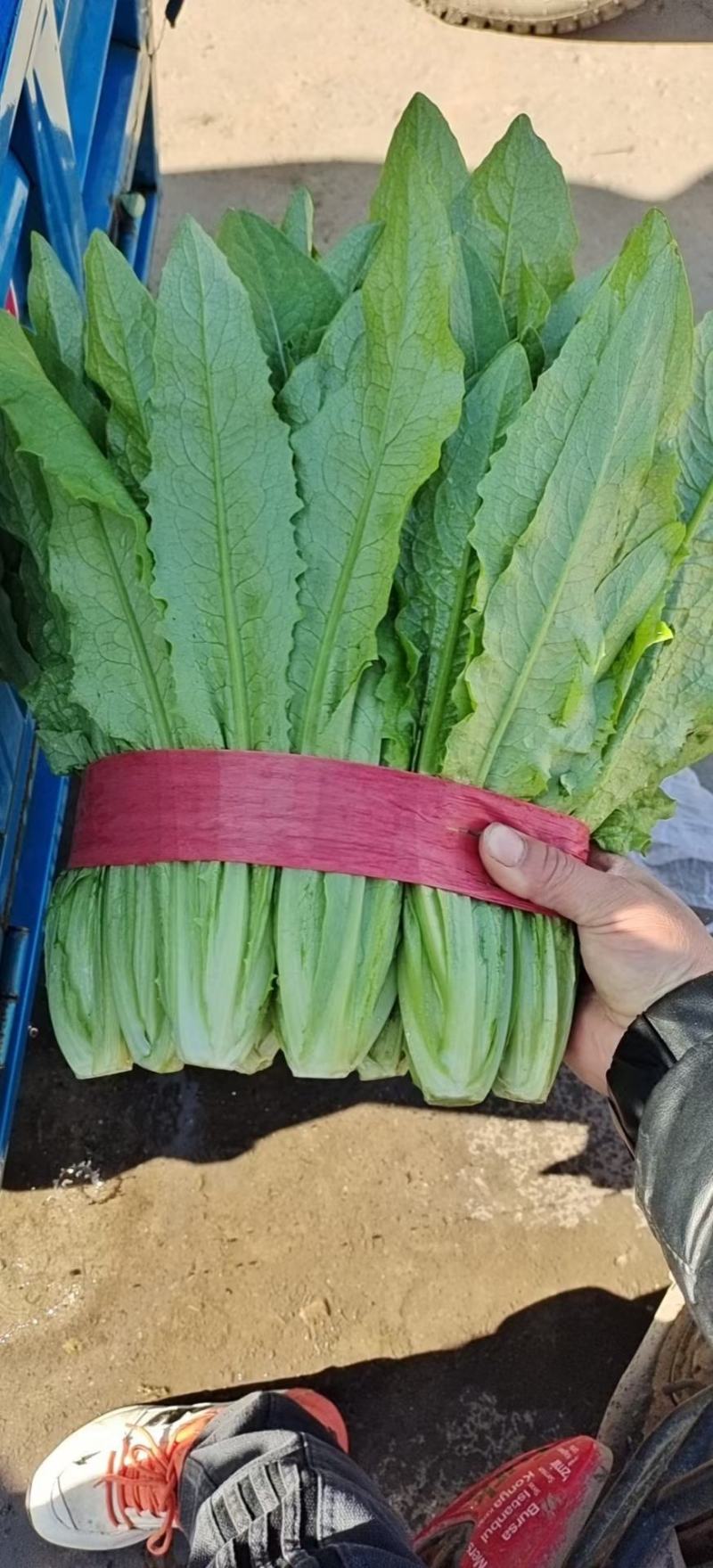 油麦菜，精品大量有货，河北邯郸新鲜油麦菜