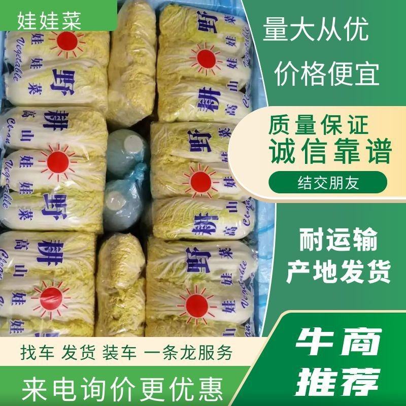 娃娃菜4~5两以上产地直发欢迎新老客户咨询