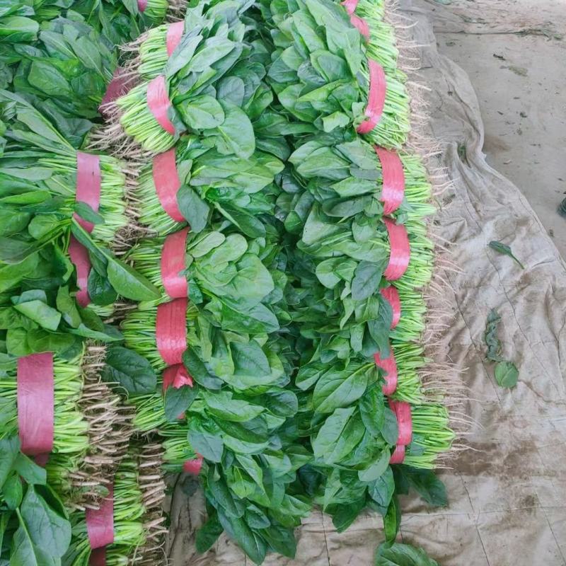 大叶菠菜20~25厘米河北邯郸大叶菠菜货源充足稳定