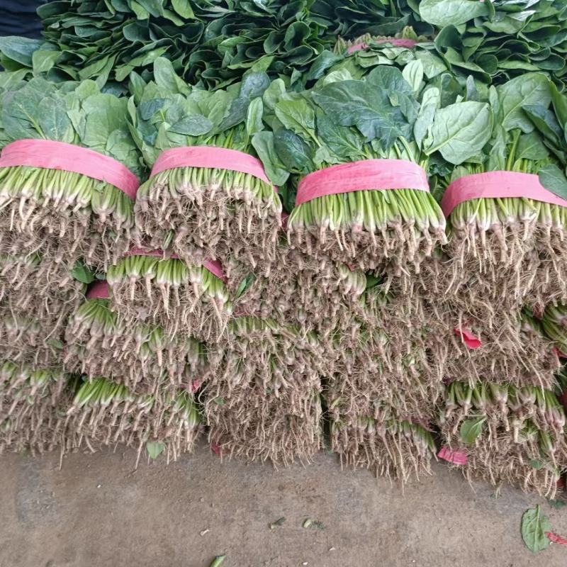 大叶菠菜20~25厘米河北邯郸大叶菠菜货源充足稳定