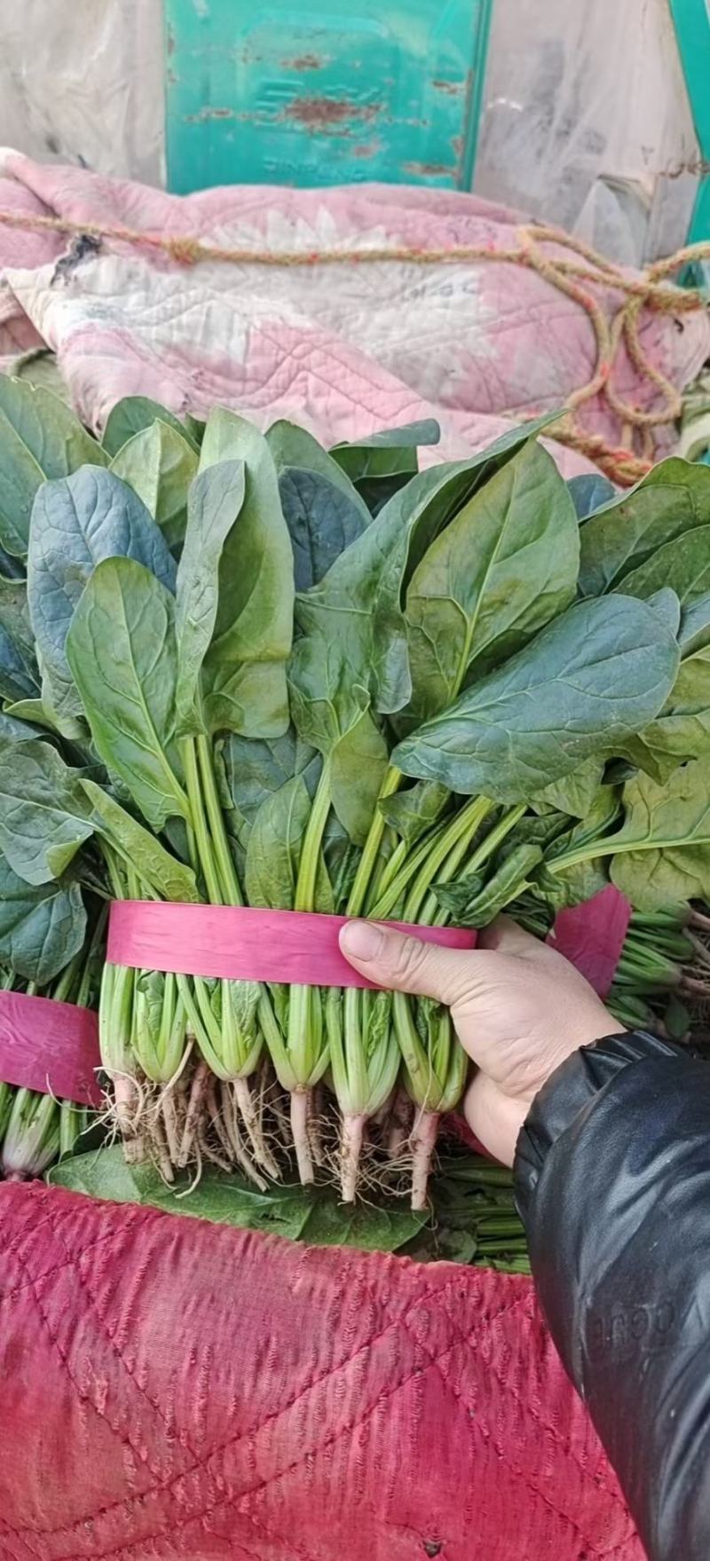 大叶菠菜20~25厘米河北邯郸大叶菠菜货源充足稳定