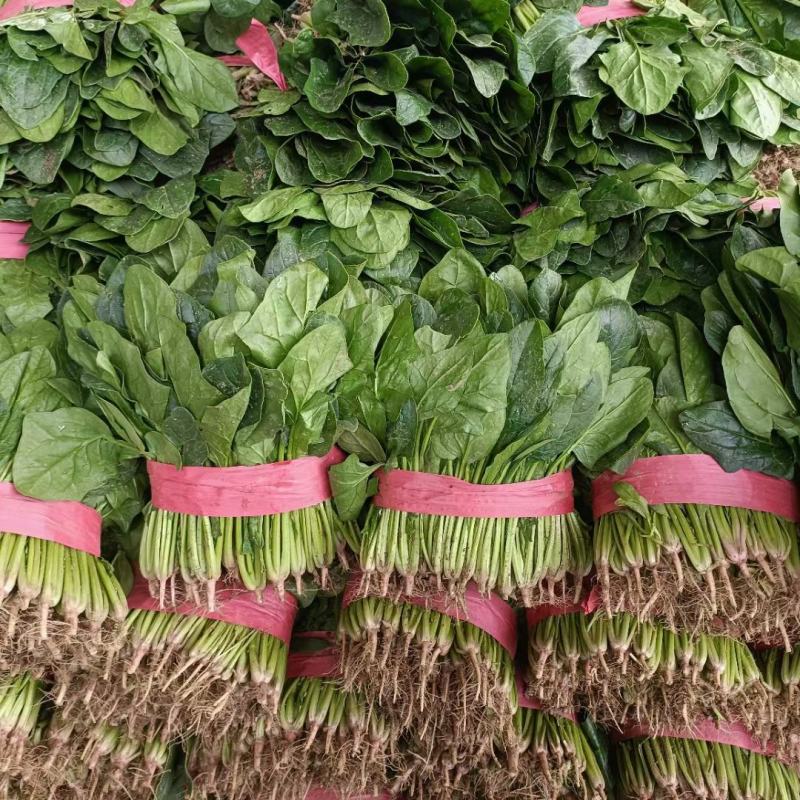大叶菠菜20~25厘米河北邯郸大叶菠菜货源充足稳定