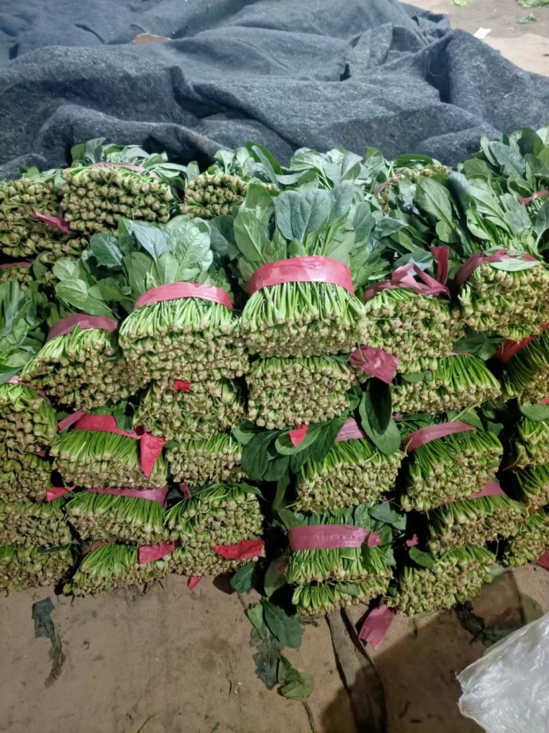 大叶菠菜20~25厘米河北邯郸大叶菠菜货源充足稳定