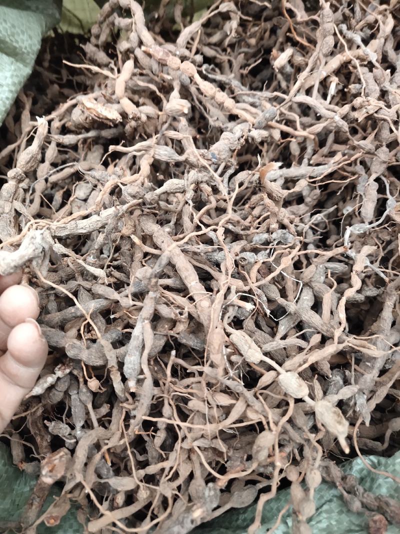 虎刺干货